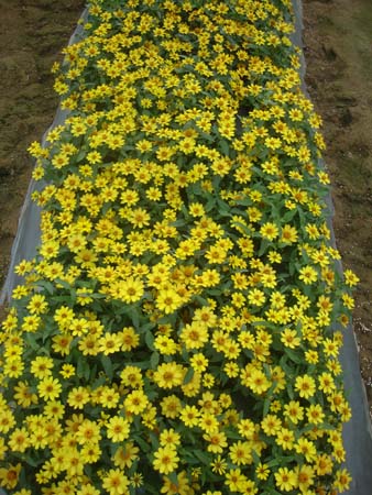 丰花百日草61glkf04黄色