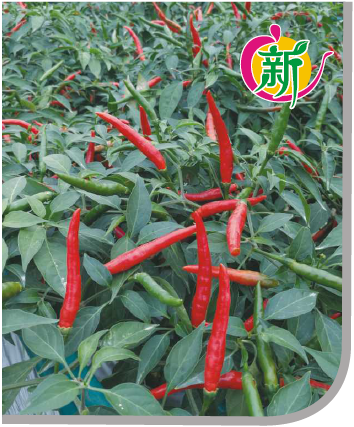 云辣8号朝天椒(新品)