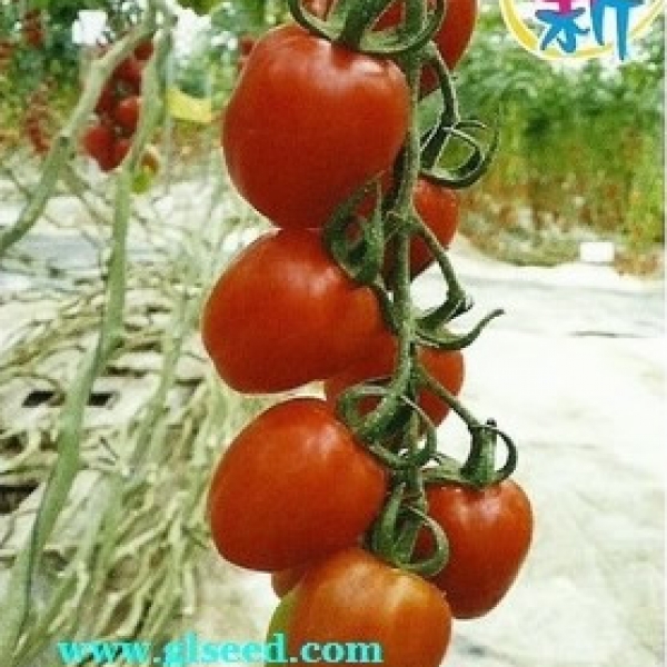 拉多克1688水果番茄