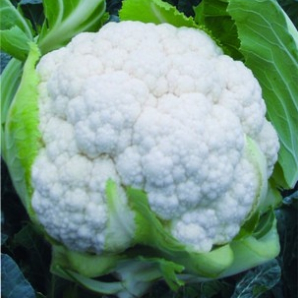 喜雪80花椰菜