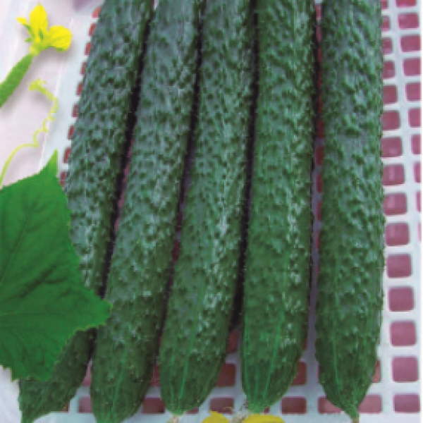 F1 Cucumber GL03-3 (CB12802)