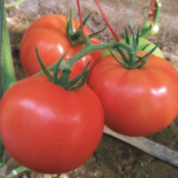 F1 Tomato Red Beauty No. 2 (TM03801)