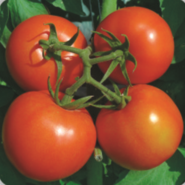 F1 Tomato Red Beauty No. 4 (TM03802)