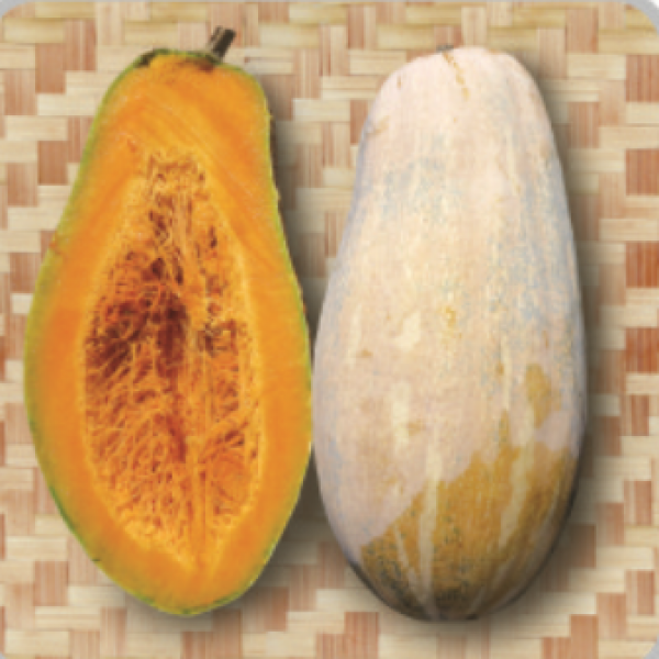 F1 Pumpkin Miben No. 9 (PK06801)