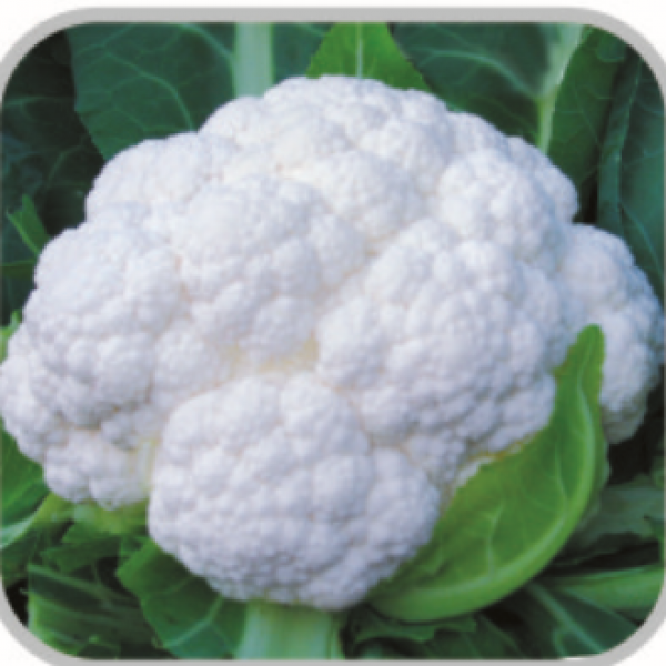 F1 Cauliflower Yangyang55 (CF13801)