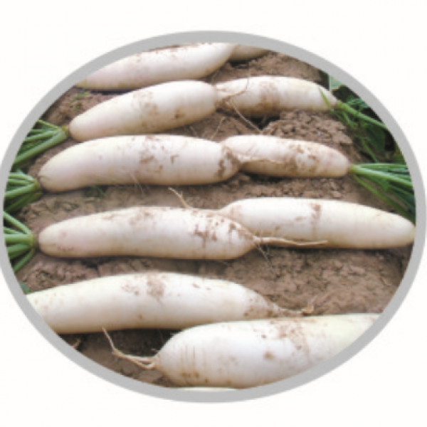 F1 Radish No. 13 (RD08801)