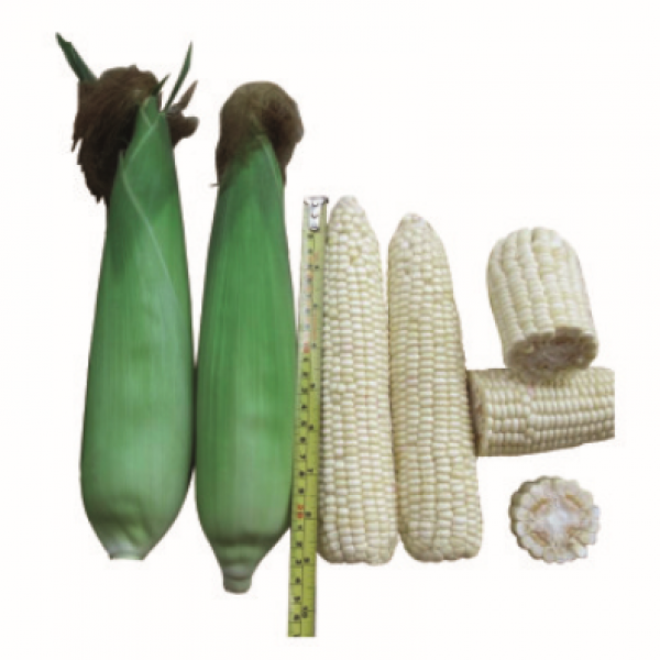 F1 Waxy corn No.047 (GLT10801)