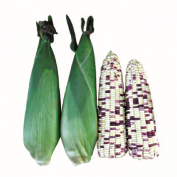 F1 Waxy corn No.252 (GLT10802)