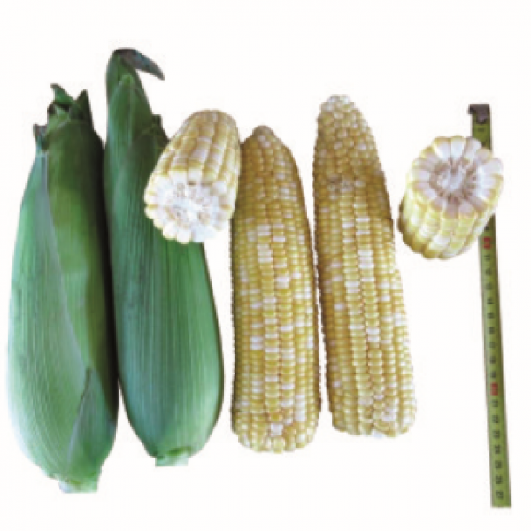 F1 Sweet corn No.238 (GLT10804)