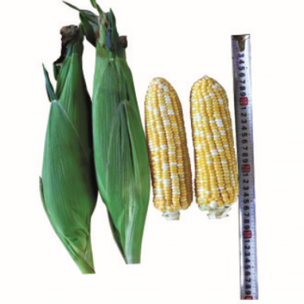 F1 Sweet corn No.408 (GLT10805)