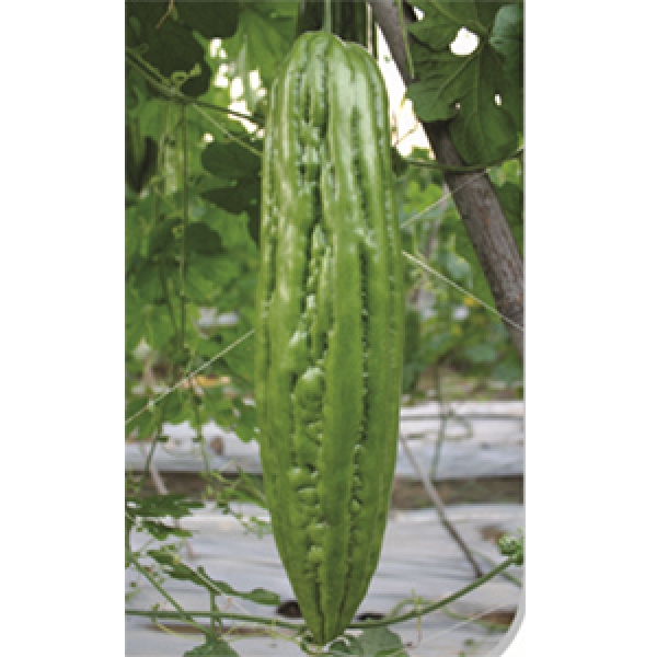 F1 Bitter Gourd Qing (BG09802)