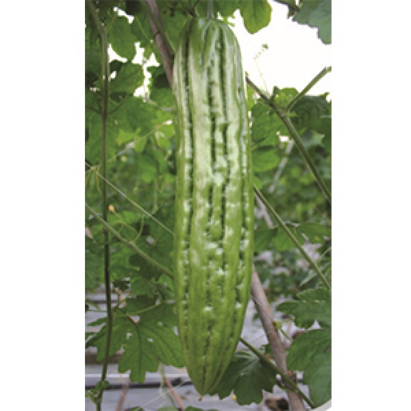 F1 Bitter Gourd Sauj (BG09803)