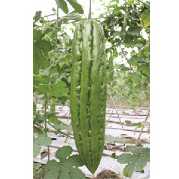 F1 Bitter Gourd Beej (BG09804)