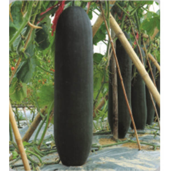 F1 Waxy gourd Munsam (WG04801)