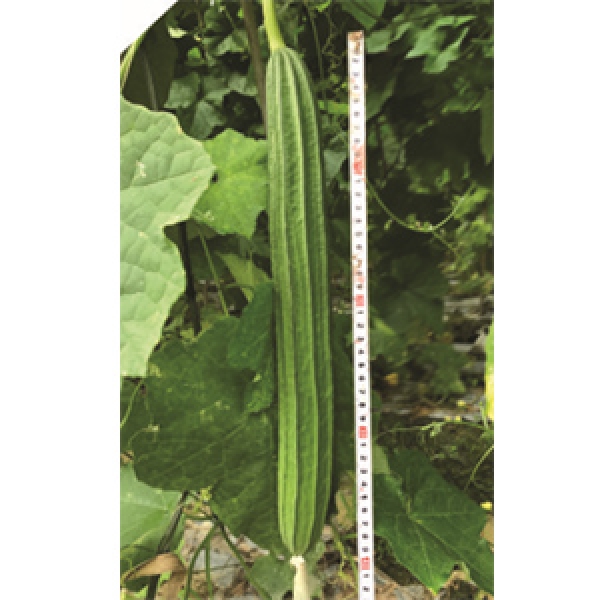 F1 Ridge gourd Wang(RG05801)