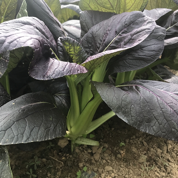紫依青梗菜
