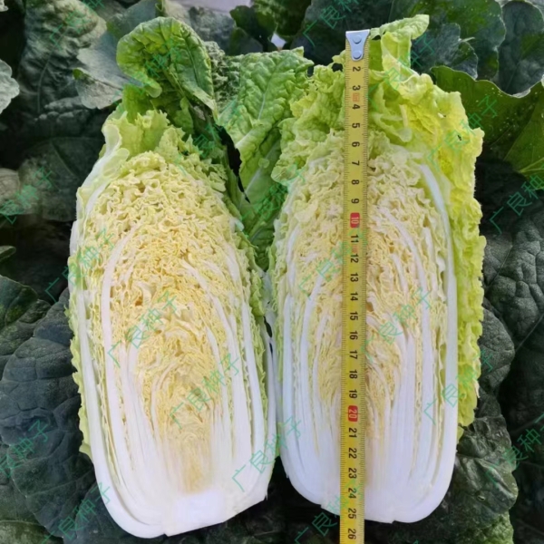广良55号黄芯白菜