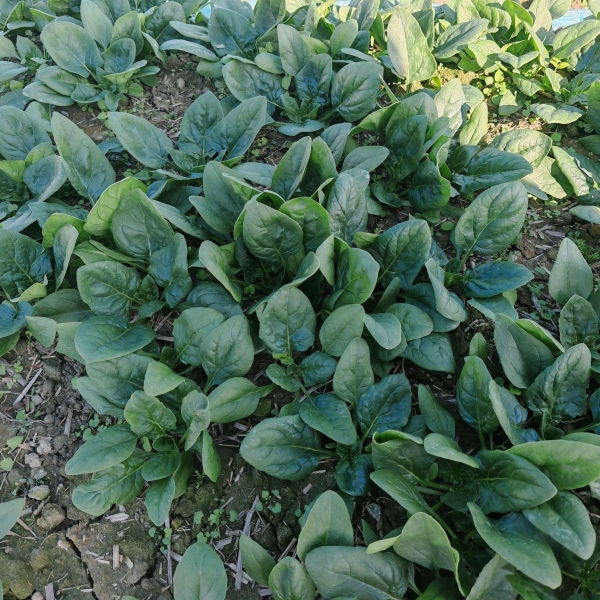 广良8352菠菜（预告）