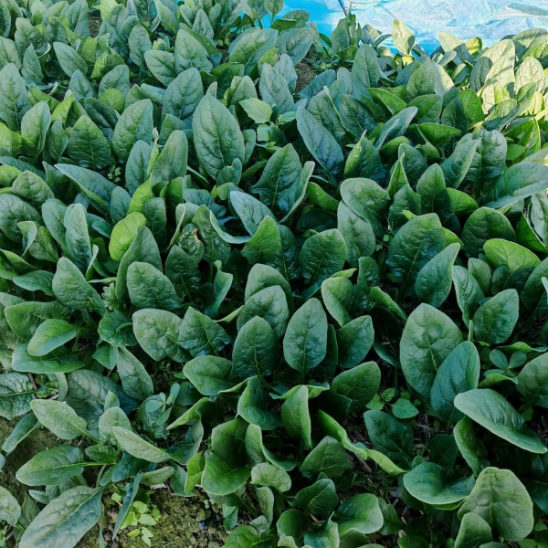 广良2284菠菜（预告）