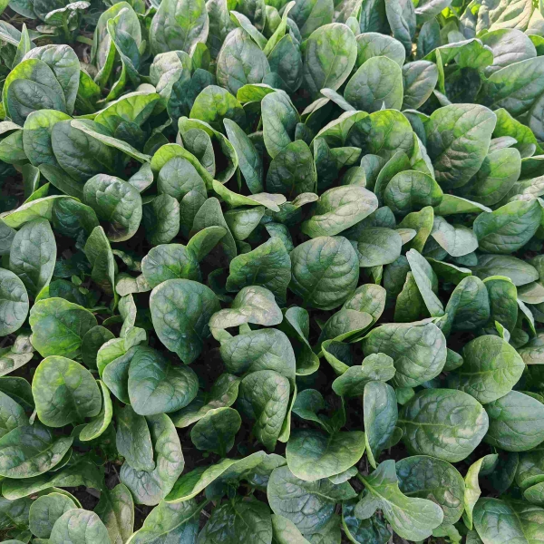 新绿贝1825（菠菜）