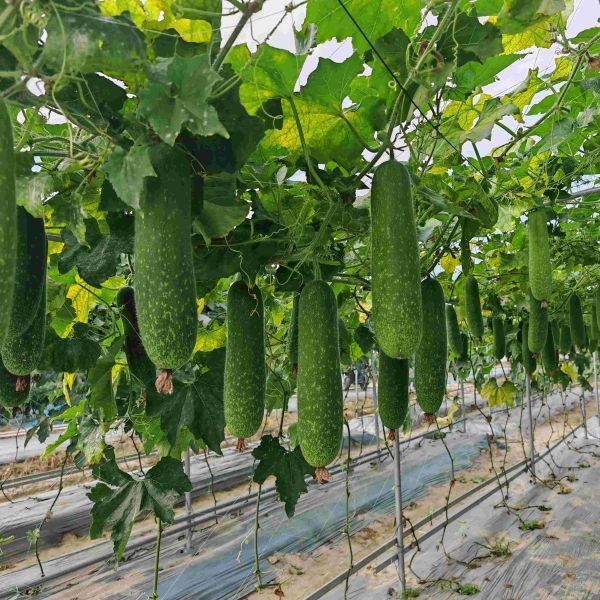 无妆翡翠28号节瓜（预告）