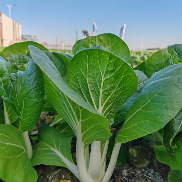 广良5号黑叶白菜（预告）