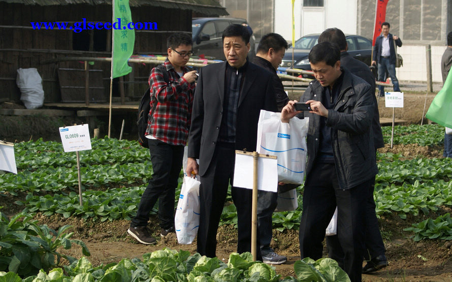 2012广良蔬菜品种展示会<二>(图9)