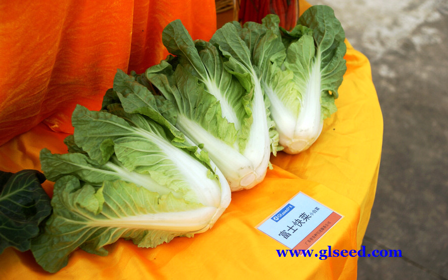 2012广良蔬菜品种展示会<二>(图3)
