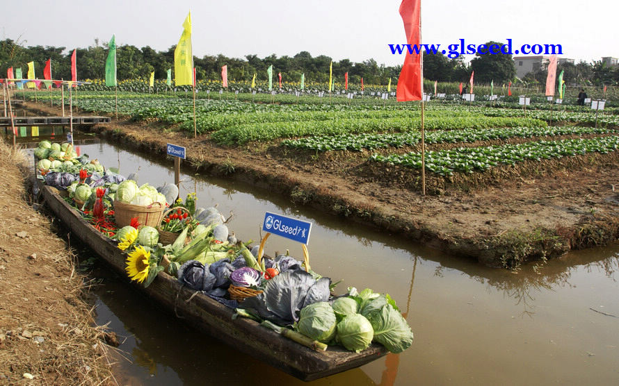 2012广良蔬菜品种展示会(图2)