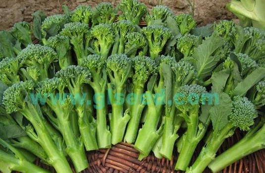 西兰苔简介及栽培技术 广良种子 西兰苔简介及栽培技术 广良种子