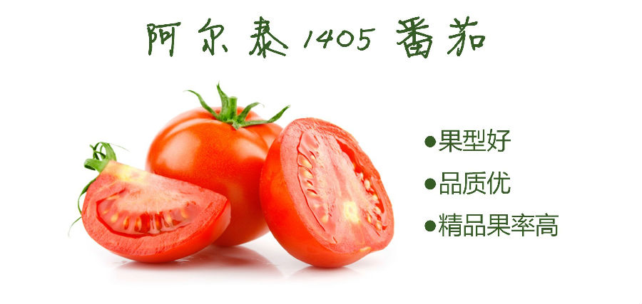 阿尔泰1405番茄介绍(图1)