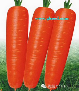 春播胡萝卜的品种选择和栽培技术(图1)