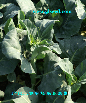 广良芥蓝品种的种植技术(图2)