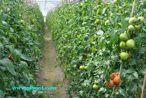 春番茄露地栽培技术(图1)