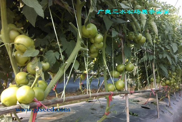 春番茄露地栽培技术(图3)