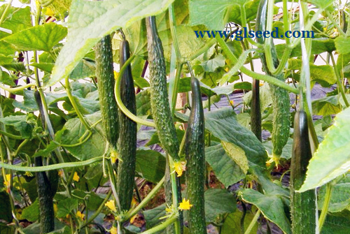 黄瓜绿色丰产栽培技术(图1)