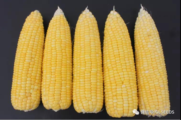 8848玉米品种特征特性图片