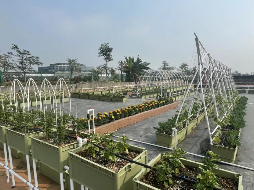 科普家庭园艺种植技术，助力打造城市“小菜园”(图2)