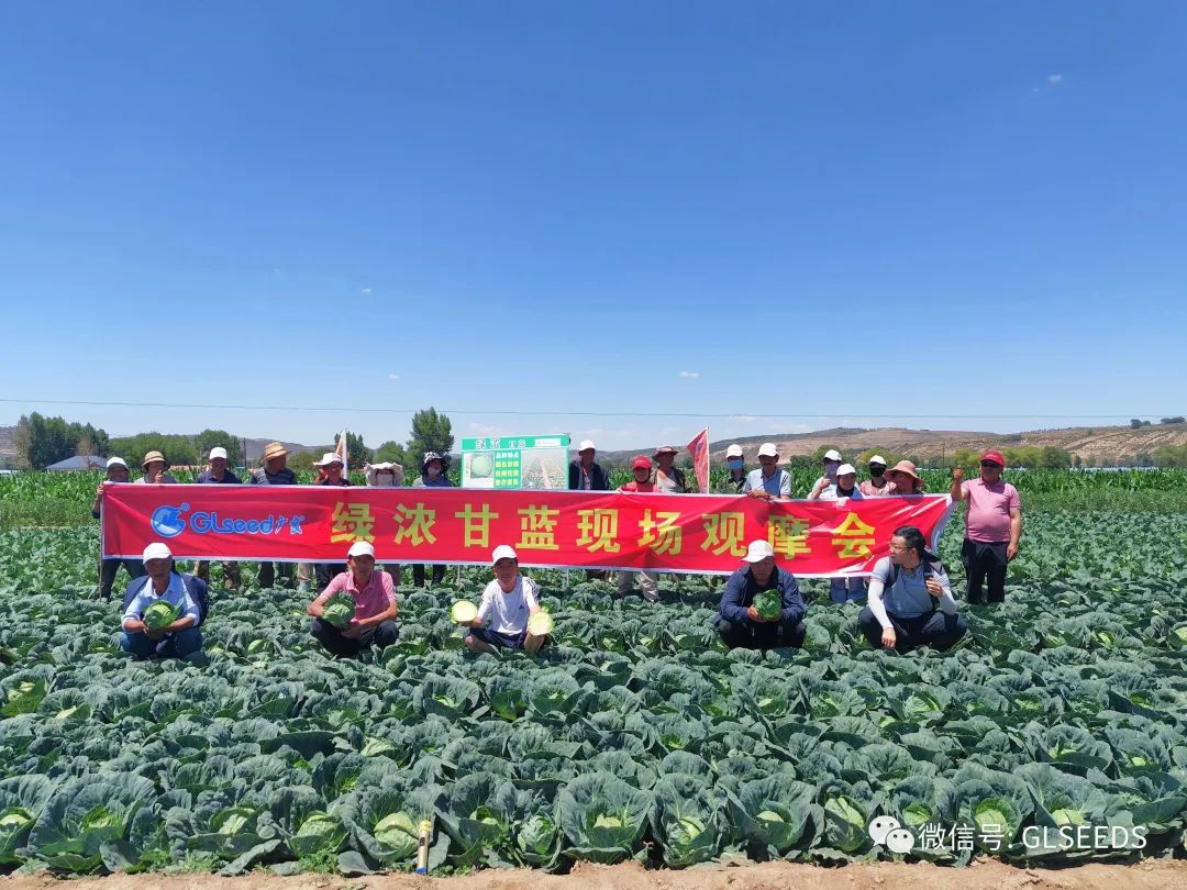 广良绿浓甘蓝，出彩高原夏菜(图1)